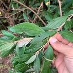 Miconia xalapensis Blad