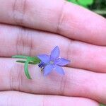 Gilia achilleifolia 花