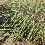 Salicornia procumbens Характер