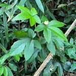 Humulus scandens Folio