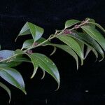 Sarcococca wallichii Hábito