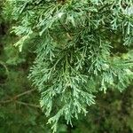 Chamaecyparis thyoides Leaf