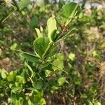 Carissa spinarum Leaf