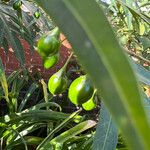 Solanum aviculare Fruchs