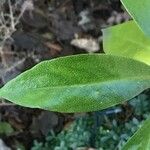 Myoporum laetum 葉