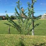 Acacia podalyriifolia Hábito