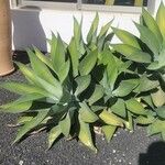 Agave attenuata Leaf