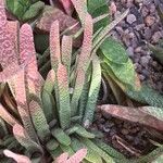 Gasteria carinataBlatt