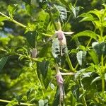 Fuchsia magellanica Blodyn