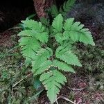 Gymnocarpium dryopteris 叶