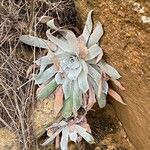 Dudleya pulverulenta Leaf