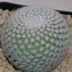 Mammillaria crucigera ഇല