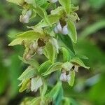 Epipactis helleborineBlüte