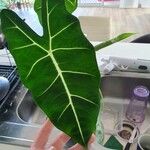 Alocasia micholitziana Leaf