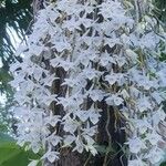Dendrobium crumenatum 花