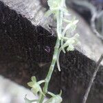 Rhipidoglossum longicalcar Flor