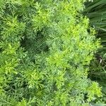 Artemisia chamaemelifolia 葉