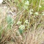 Scleranthus perennis Cvet