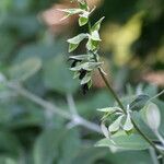 Salvia discolor Flower