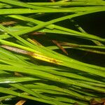 Paspalum plicatulum Leaf