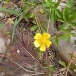 Potentilla reptansBlüte