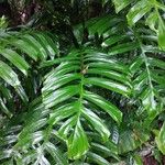 Monstera punctulata Yaprak