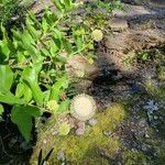 Cephalanthus salicifolius花