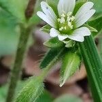 Cerastium holosteoides Цвят