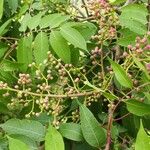 Toxicodendron succedaneum Gyümölcs