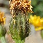 Crepis conyzifolia ഫലം