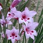 Gladiolus carneus Kvet