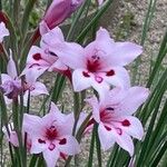 Gladiolus carneus Flor