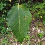 Ficus lateriflora Φύλλο