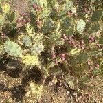 Opuntia stricta Levél