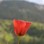 Tulipa planifolia Nyingine