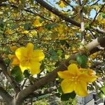 Fremontodendron californicum Kwiat