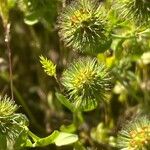 Trifolium lappaceum Blomma