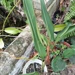 Strelitzia reginae BanksFoglia