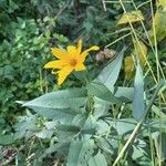 Helianthus divaricatusBlomst