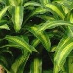 Dracaena fragrans Leaf