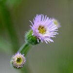 Erigeron acris Kwiat