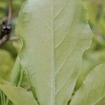 Rhododendron schlippenbachii Feuille