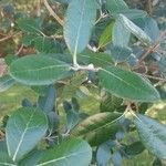 Feijoa sellowiana ഇല