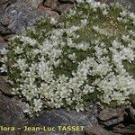 Arenaria tetraquetra Tervik taim