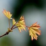Acer platanoides Yaprak