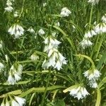 Allium triquetrum Flower