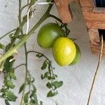 Solanum lycopersicum 果実