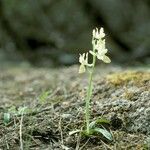 Orchis provincialis Habitus