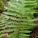 Osmunda cinnamomea Leaf