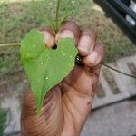 Mikania scandens Leaf